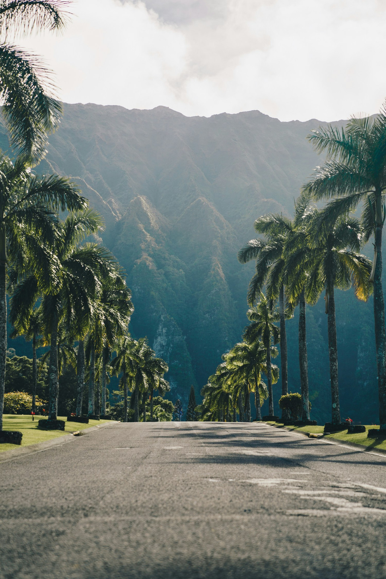 Palm tree-lined road leading toward lush green mountains